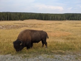 2020.09.22_Yellowstone_bison